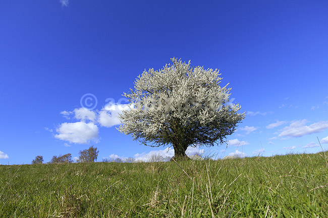 Almindelig hvidtj�rn. En fritst�ende tj�rn p� gr�smark; Crataegus laevigata; M�l�v; Danmark; ; planter; Blomster, for�r, tr�er