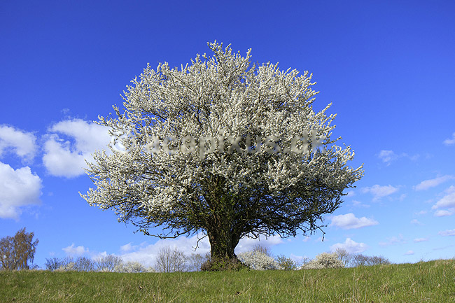 Almindelig hvidtj�rn. En fritst�ende tj�rn p� gr�smark; Crataegus laevigata; M�l�v; Danmark; ; planter; Blomster, for�r, tr�er