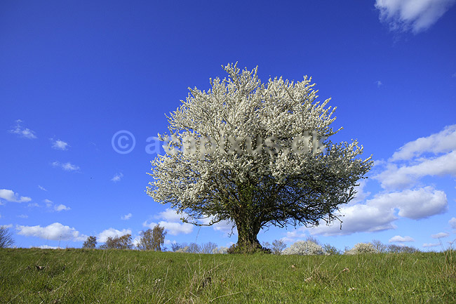 Almindelig hvidtj�rn. En fritst�ende tj�rn p� gr�smark; Crataegus laevigata; M�l�v; Danmark; ; planter; Blomster, for�r, tr�er