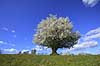 Almindelig hvidtj�rn. En fritst�ende tj�rn p� gr�smark Crataegus laevigata M�l�v Danmark  planter Blomster, for�r, tr�er