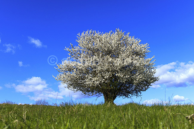 Almindelig hvidtj�rn. En fritst�ende tj�rn p� gr�smark; Crataegus laevigata; M�l�v; Danmark; ; planter; Blomster, for�r, tr�er