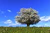 Almindelig hvidtj�rn. En fritst�ende tj�rn p� gr�smark Crataegus laevigata M�l�v Danmark  planter Blomster, for�r, tr�er