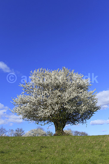 Almindelig hvidtj�rn. En fritst�ende tj�rn p� gr�smark; Crataegus laevigata; M�l�v; Danmark; ; planter; Blomster, for�r, tr�er