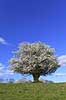 Almindelig hvidtj�rn. En fritst�ende tj�rn p� gr�smark Crataegus laevigata M�l�v Danmark  planter Blomster, for�r, tr�er