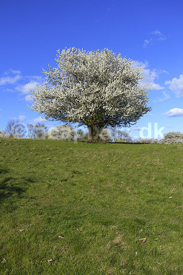 Almindelig hvidtj�rn. En fritst�ende tj�rn p� gr�smark; Crataegus laevigata; M�l�v; Danmark; ; planter; Blomster, for�r, tr�er