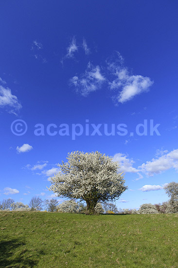 Almindelig hvidtj�rn. En fritst�ende tj�rn p� gr�smark; Crataegus laevigata; M�l�v; Danmark; ; planter; Blomster, for�r, tr�er