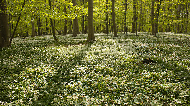 Anemoner. Hvide anemoner i skovbunden i b�geskov i Hareskoven; Anemone nemorosa; Hareskoven; Danmark; ; Planter; Ranunkel-familien, Ranunculaceae, Ranunkel-ordenen, Ranunculales, blomster, for�r, b�g, b�getr�, b�getr�er
