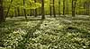 Anemoner. Hvide anemoner i skovbunden i b�geskov i Hareskoven Anemone nemorosa Hareskoven Danmark  Planter Ranunkel-familien, Ranunculaceae, Ranunkel-ordenen, Ranunculales, blomster, for�r, b�g, b�getr�, b�getr�er