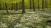 Anemoner. Hvide anemoner i skovbunden i b�geskov i Hareskoven Anemone nemorosa Hareskoven Danmark  Planter Ranunkel-familien, Ranunculaceae, Ranunkel-ordenen, Ranunculales, blomster, for�r, b�g, b�getr�, b�getr�er