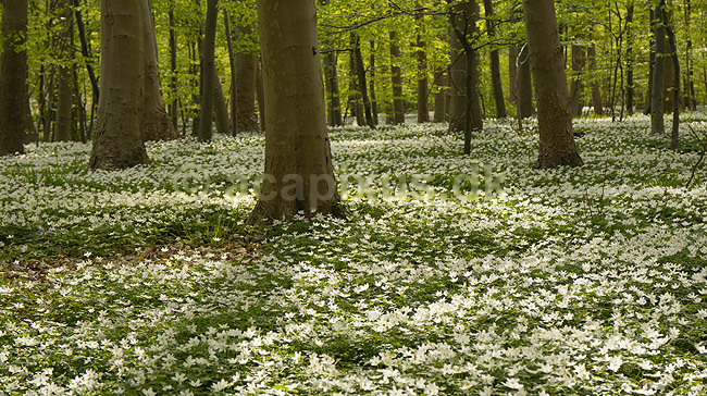 Anemoner. Hvide anemoner i skovbunden i b�geskov i Hareskoven; Anemone nemorosa; Hareskoven; Danmark; ; Planter; Ranunkel-familien, Ranunculaceae, Ranunkel-ordenen, Ranunculales, blomster, for�r, b�g, b�getr�, b�getr�er