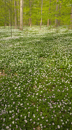Anemoner. Hvide anemoner i skovbunden i b�geskov i Hareskoven; Anemone nemorosa; Hareskoven; Danmark; ; Planter; Ranunkel-familien, Ranunculaceae, Ranunkel-ordenen, Ranunculales, blomster, for�r, b�g, b�getr�, b�getr�er