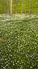 Anemoner. Hvide anemoner i skovbunden i b�geskov i Hareskoven Anemone nemorosa Hareskoven Danmark  Planter Ranunkel-familien, Ranunculaceae, Ranunkel-ordenen, Ranunculales, blomster, for�r, b�g, b�getr�, b�getr�er