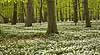 Anemoner. Hvide anemoner i skovbunden i b�geskov i Hareskoven Anemone nemorosa Hareskoven Danmark  Planter Ranunkel-familien, Ranunculaceae, Ranunkel-ordenen, Ranunculales, blomster, for�r, b�g, b�getr�, b�getr�er