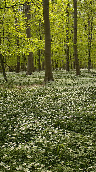 Anemoner. Hvide anemoner i skovbunden i b�geskov i Hareskoven; Anemone nemorosa; Hareskoven; Danmark; ; Planter; Ranunkel-familien, Ranunculaceae, Ranunkel-ordenen, Ranunculales, blomster, for�r, b�g, b�getr�, b�getr�er