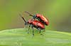 Liljebiller. Liljebiller under parring Lilioceris lilii    insekter reproduktion sex, Chrysomelidae
