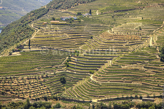 Portvinsmarker. Vinmarker med vinstokke til portvin ved Duoro floden; ; ; Portugal; ; ; Vin, vine, drikkevarer, vinproduktion, vindruer