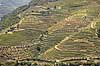 Portvinsmarker. Vinmarker med vinstokke til portvin ved Duoro floden   Portugal   Vin, vine, drikkevarer, vinproduktion, vindruer
