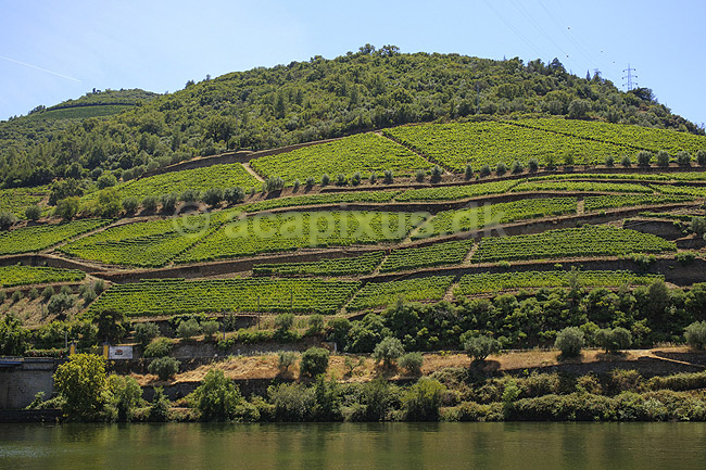 Portvinsmarker. Vinmarker med vinstokke til portvin ved Duoro floden; ; ; Portugal; ; ; Vin, vine, drikkevarer, vinproduktion, vindruer