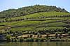 Portvinsmarker. Vinmarker med vinstokke til portvin ved Duoro floden   Portugal   Vin, vine, drikkevarer, vinproduktion, vindruer