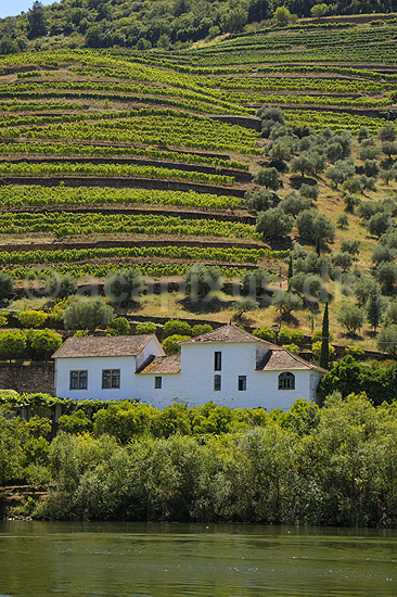 Portvinsmarker. Vinmarker med vinstokke til portvin ved Duoro floden; ; ; Portugal; ; ; Vin, vine, drikkevarer, vinproduktion, vindruer