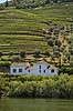 Portvinsmarker. Vinmarker med vinstokke til portvin ved Duoro floden   Portugal   Vin, vine, drikkevarer, vinproduktion, vindruer