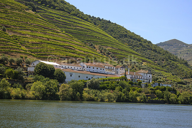 Portvinsmarker. Vinmarker med vinstokke til portvin ved Duoro floden; ; ; Portugal; ; ; Vin, vine, drikkevarer, vinproduktion, vindruer