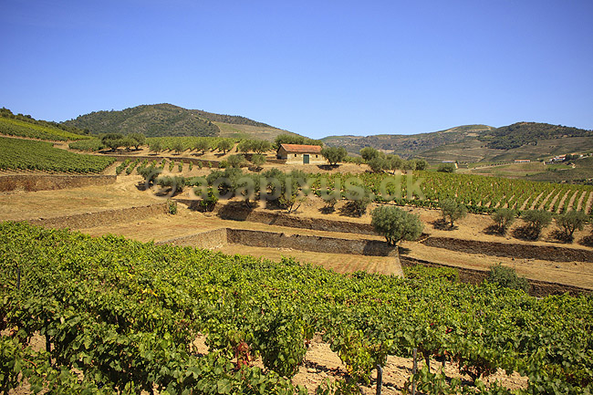 Portvinsmarker. Vinmarker med vinstokke til portvin ved Duoro floden; ; ; Portugal; ; ; Vin, vine, drikkevarer, vinproduktion, vindruer
