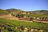 Portvinsmarker. Vinmarker med vinstokke til portvin ved Duoro floden   Portugal   Vin, vine, drikkevarer, vinproduktion, vindruer