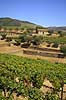 Portvinsmarker. Vinmarker med vinstokke til portvin ved Duoro floden   Portugal   Vin, vine, drikkevarer, vinproduktion, vindruer