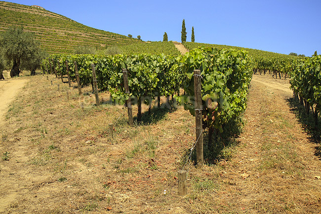 Portvinsmarker. Vinmarker med vinstokke til portvin ved Duoro floden; ; ; Portugal; ; ; Vin, vine, drikkevarer, vinproduktion, vindruer