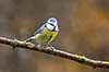 Bl�mejse. Bl�mejse fouragerer efter f�de en kold vinterdag Cyanistes caeruleus M�l�v   fugle Bl�mejser, Mejser, Paridae, Spurvefugle, Passeriformes, Parus caeruleus