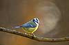 Bl�mejse. Bl�mejse fouragerer efter f�de en kold vinterdag Cyanistes caeruleus M�l�v   fugle Bl�mejser, Mejser, Paridae, Spurvefugle, Passeriformes, Parus caeruleus