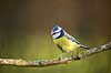 Bl�mejse. Bl�mejse fouragerer efter f�de en kold vinterdag Cyanistes caeruleus M�l�v   fugle Bl�mejser, Mejse, Mejser, Paridae, Spurvefugl, Spurvefugle, Passeriformes, Parus caeruleus