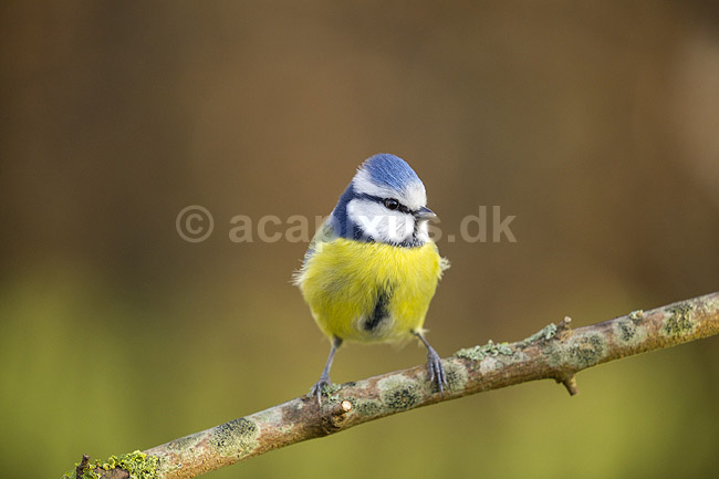 Bl�mejse. Bl�mejse fouragerer efter f�de en kold vinterdag; Cyanistes caeruleus; M�l�v; ; ; fugle; Bl�mejser, Mejse, Mejser, Paridae, Spurvefugl, Spurvefugle, Passeriformes, Parus caeruleus