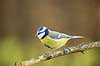 Bl�mejse. Bl�mejse fouragerer efter f�de en kold vinterdag Cyanistes caeruleus M�l�v   fugle Bl�mejser, Mejse, Mejser, Paridae, Spurvefugl, Spurvefugle, Passeriformes, Parus caeruleus