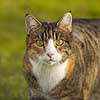 Huskat. Kat kigger efter bytte i haven Felis catus    pattedyr Rovdyr, Carnivora, Katte, Felidae, huskatte, kat, �jne, stirren