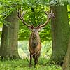 Kronhjort. Kronhjort i Dyrehaven i sit revir under brunstperioden Cervus elaphus J�gersborg Dyrehave / Sj�lland   pattedyr Hjorte, kronhjorte, Cervidae, Parrett�ede hovdyr, Artiodactyla, Krondyr, Red deer, kronvildt, krondyr, kronhjorte, brunst, hjort, gevir
