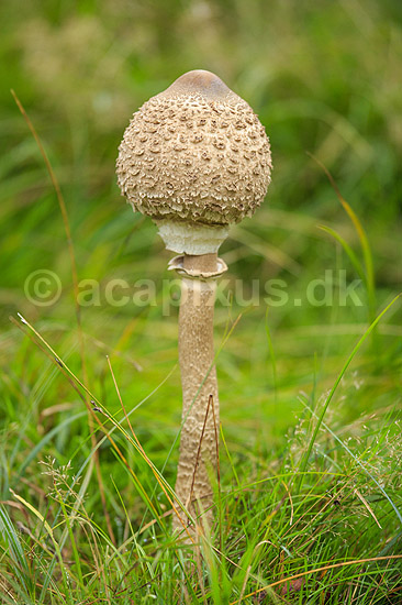 Stor parasolhat. Ikke udfoldet frugtlegeme af Stor parasolhat i J�gersborg Dyrehave; Lepiota procera; J�gersborg Dyrehave / Sj�lland; ; ; Svampe; Macrolepiota procera, fungi, paddehatte