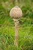 Stor parasolhat. Ikke udfoldet frugtlegeme af Stor parasolhat i J�gersborg Dyrehave Lepiota procera J�gersborg Dyrehave / Sj�lland   Svampe Macrolepiota procera, fungi, paddehatte