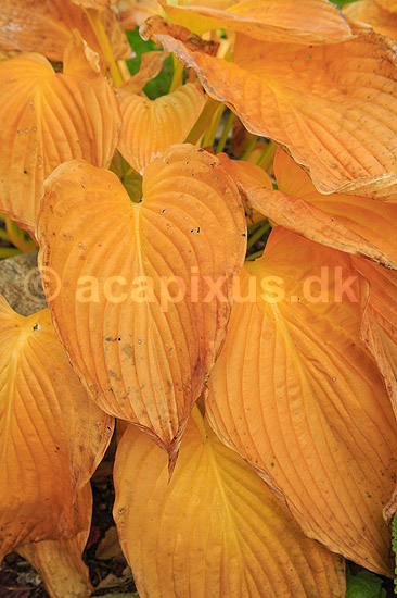 Hosta. Blade af Empress Wu hosta med gule efter�rsfarver; Hosta; ; ; ; Planter; Funkia, efter�r, have, haver, haveplanter, hostaer