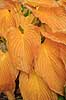 Hosta. Blade af Empress Wu hosta med gule efter�rsfarver Hosta    Planter Funkia, efter�r, have, haver, haveplanter, hostaer