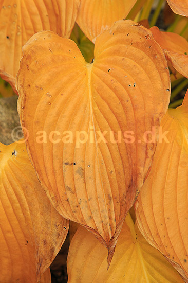 Hosta. Blade af Empress Wu hosta med gule efter�rsfarver; Hosta; ; ; ; Planter; Funkia, efter�r, have, haver, haveplanter, hostaer