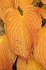 Hosta. Blade af Empress Wu hosta med gule efter�rsfarver Hosta    Planter Funkia, efter�r, have, haver, haveplanter, hostaer