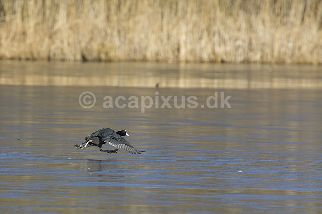 Blish�ne. Blish�ne l�ber over tynd is der kun lige kan b�re; Fulica atra; Skallemose S� / Hareskoven; ; ; fugle; Blish�ns, Vandh�ns, Rallidae, Tranefugle, Gruiformes