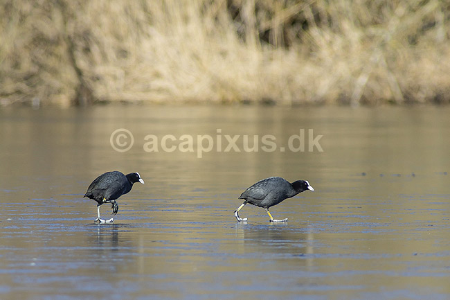 Blish�ns. Blish�ner g�r p� tynd is der kun lige kan b�re; Fulica atra; Skallemose S� / Hareskoven; ; ; fugle; Blish�ne, Vandh�ns, Rallidae, Tranefugle, Gruiformes