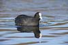 Blish�ne. Blish�ne p� vandet Fulica atra Skallemose S� / Hareskoven   fugle Blish�ns, Vandh�ns, Rallidae, Tranefugle, Gruiformes