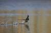 Blish�ne. Blish�ne l�ber p� vandet opskr�mt af rovfulg Fulica atra Skallemose S� / Hareskoven   fugle Blish�nes, Vandh�ns, Rallidae, Tranefugle, Gruiformes