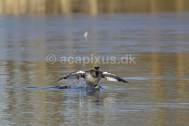 Gr�strubet lappedykker. Gr�strubet lappedykker letter fra Skallemose S� i Hareskoven; Podiceps griseigena; Skallemose S� / Hareskoven; ; ; fugle; Lappedykkere, Podicipedidae, Podicipediformes