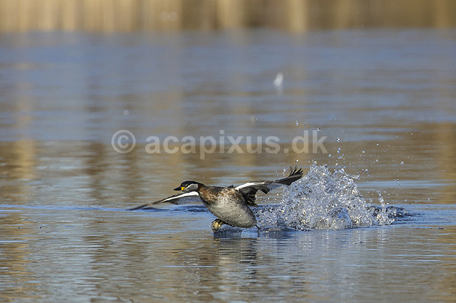 Gr�strubet lappedykker. Gr�strubet lappedykker letter fra Skallemose S� i Hareskoven; Podiceps griseigena; Skallemose S� / Hareskoven; ; ; fugle; Lappedykkere, Podicipedidae, Podicipediformes