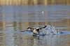 Gr�strubet lappedykker. Gr�strubet lappedykker letter fra Skallemose S� i Hareskoven Podiceps griseigena Skallemose S� / Hareskoven   fugle Lappedykkere, Podicipedidae, Podicipediformes